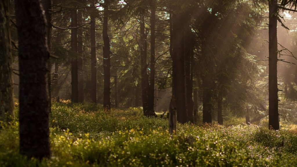 Un bosque con arboles Descripción generada automáticamente con confianza media